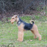 SHER OLBINET - SHER OLBINET  Champion of Russia, Lithuania, National Airedale Terrier Club, RKF, 2*CACIB, BIG, BIS-3, HD-A. Рожд. 21.01.2017 (о. Int. Ch. Flaire Matterhorn for Sher &amp; м. Int. Ch. Sher Scherbetka Jukki) Владелец: Щербакова Ирина(г. Москва)